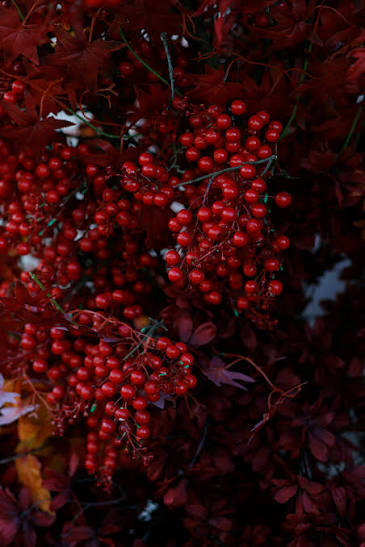 Red Berries sunumu
